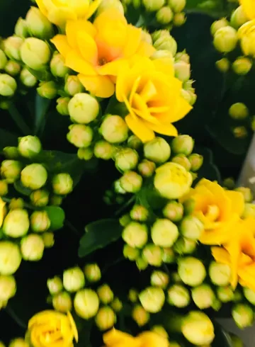 Каланхоэ Желтый от интернет-магазина цветов в 