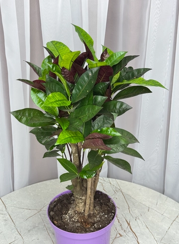 Кодиеум пестрый  от интернет-магазина цветов в 