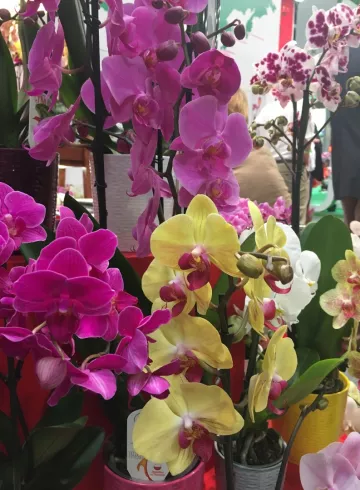 Орхидея Микс от интернет-магазина цветов в 