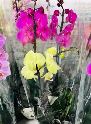 Орхидея на выбор от интернет-магазина цветов в 