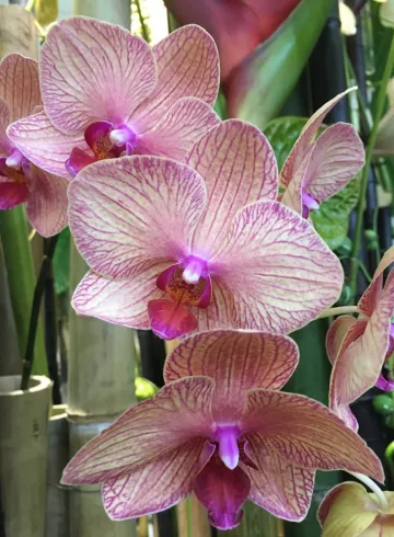 Орхидея Сиреневая от интернет-магазина цветов в 