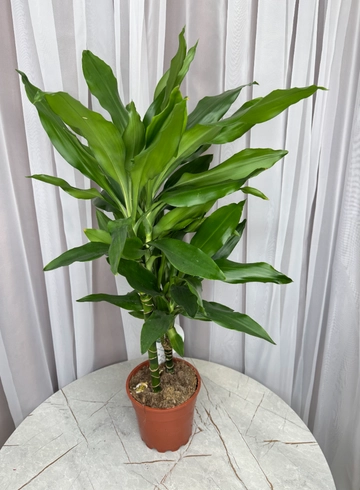 Драцена душистая  от интернет-магазина цветов в 