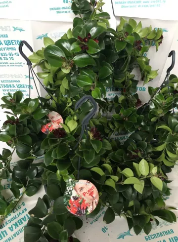 Эсхинантус от интернет-магазина цветов в 