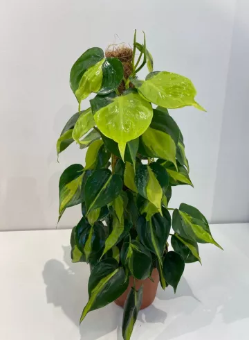 Сциндапсус от интернет-магазина цветов в 