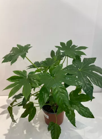 Фатсия от интернет-магазина цветов в 