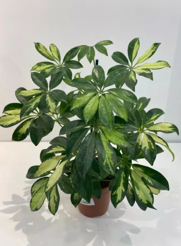 Шеффлера от интернет-магазина цветов в 