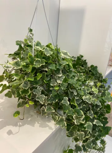 Хедера от интернет-магазина цветов в 