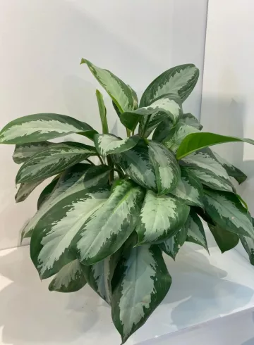 Агланема Сильвер Бей от интернет-магазина цветов в 