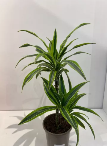 Драцена от интернет-магазина цветов в 