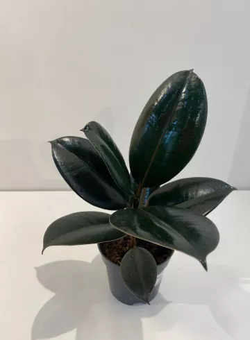 Фикус Эластика Абиджан от интернет-магазина цветов в 