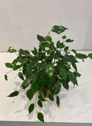 Фикус Даниэль от интернет-магазина цветов в 