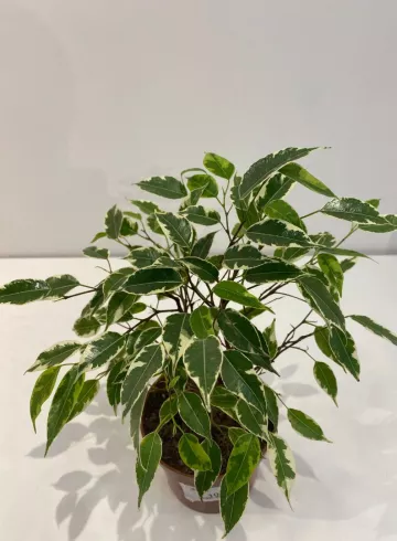 Фикус Кинки от интернет-магазина цветов в 