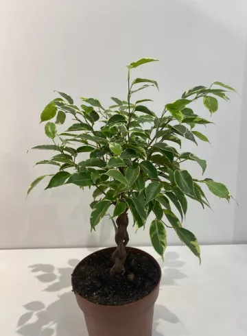 Фикус Бенджамина на стволике от интернет-магазина цветов в 