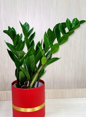 Замиакулькас  от интернет-магазина цветов в 