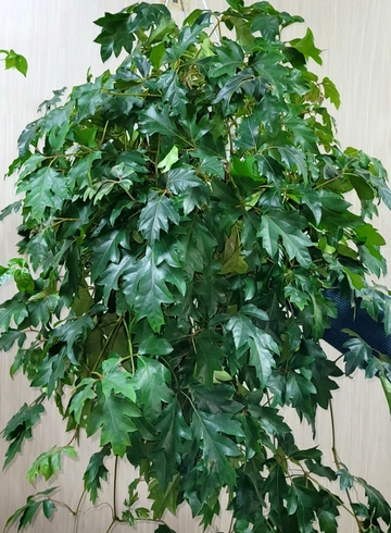 Цисус от интернет-магазина цветов в 