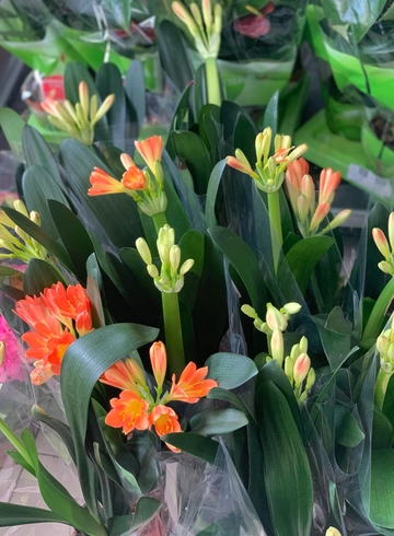 Кливия  от интернет-магазина цветов в 