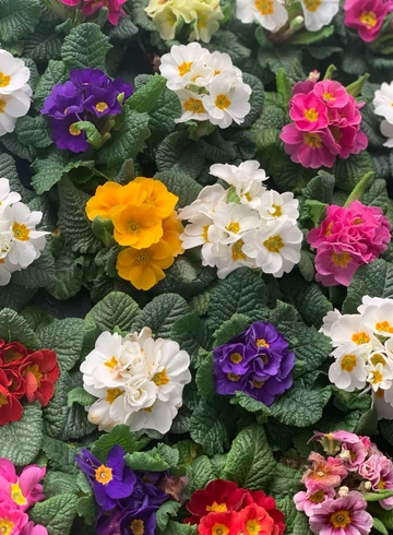 Примула микс  от интернет-магазина цветов в 