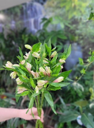 Букет «Мини Альстромерия» от интернет-магазина цветов в 