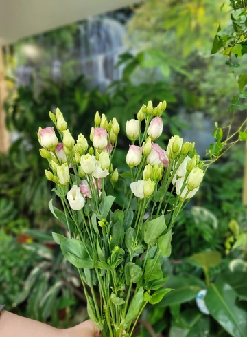 Букет «Мини Эустома» от интернет-магазина цветов в 